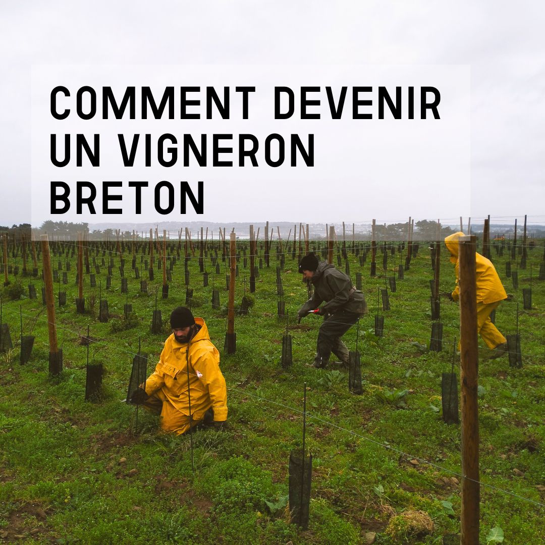 Comment devenir un vigneron breton ?