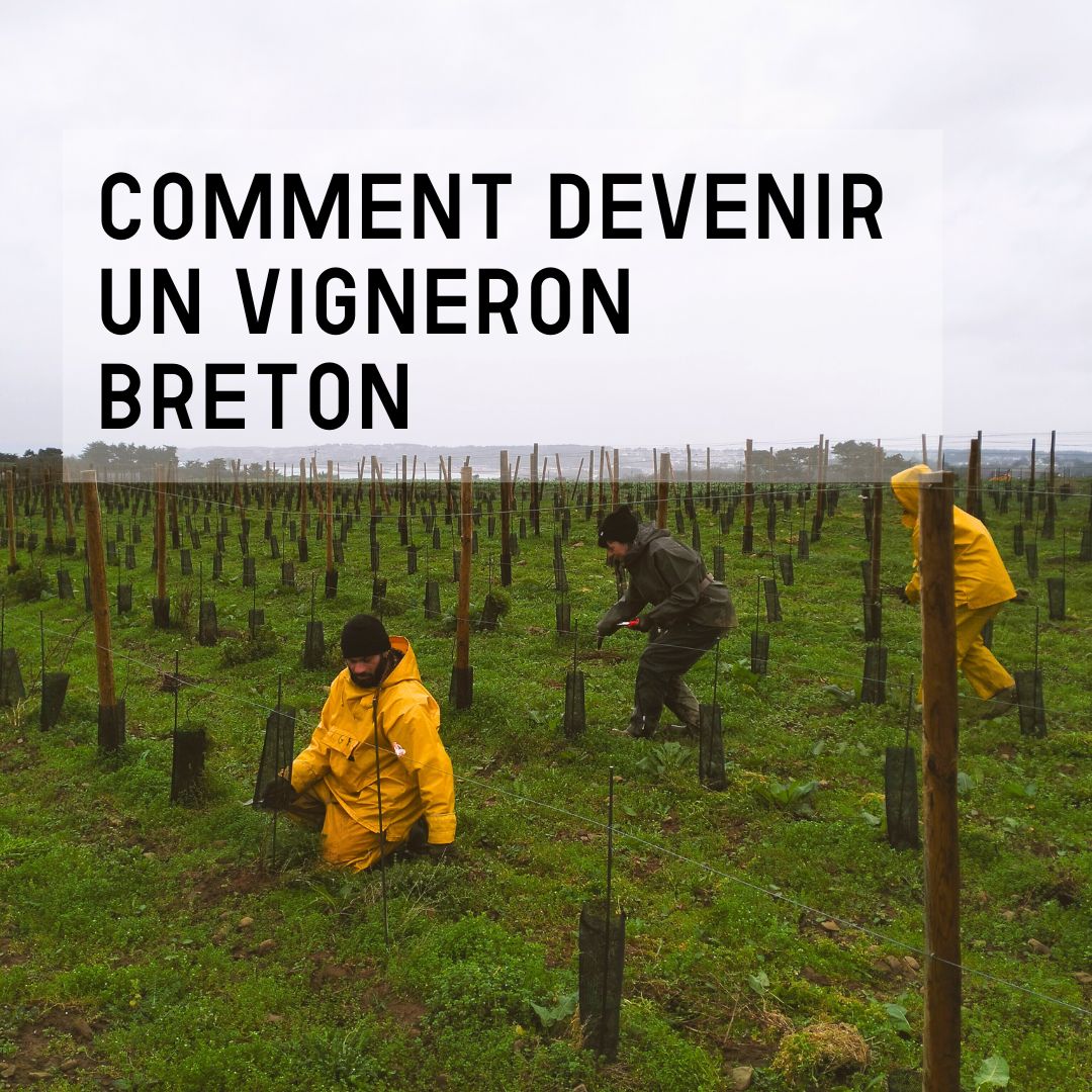 05-10-VF-blog-vigneron-breton Comment devenir un vigneron breton ?