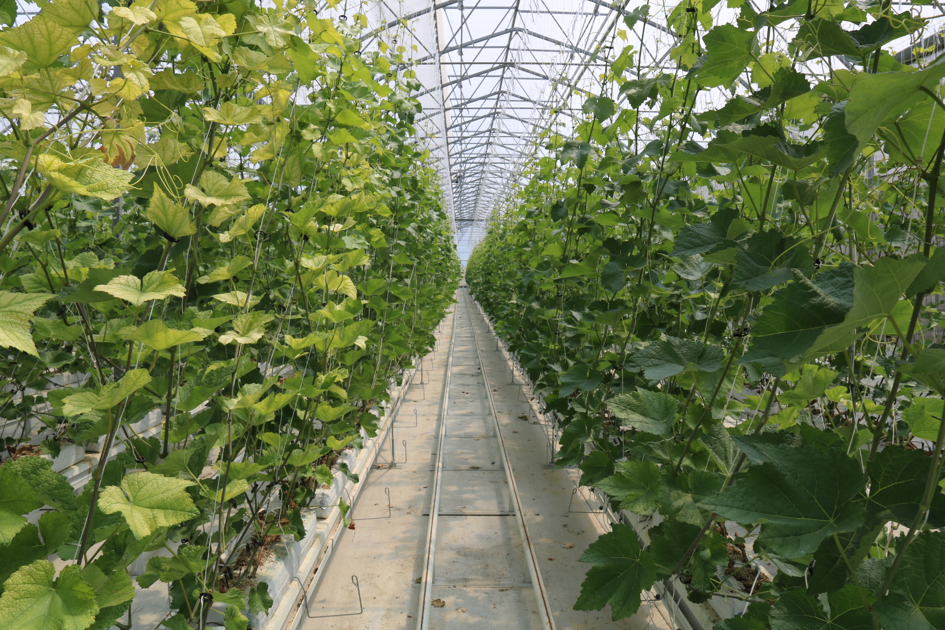 vignes sous serres