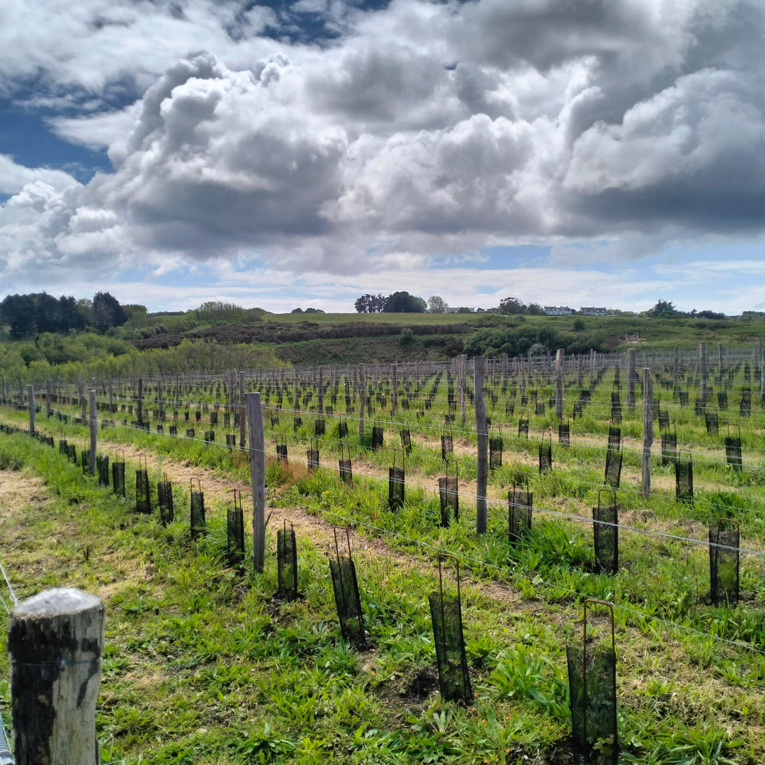 Plantations de vignes à Belle-Ile-enn-Mer, Bretagne