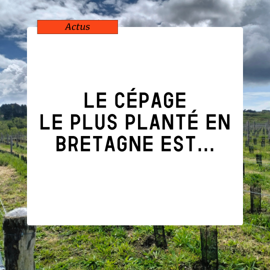 Et le cépage le plus planté en Bretagne est…