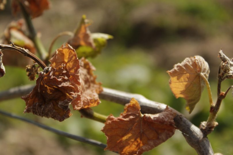 Aléas climatiques : le nouveau normal