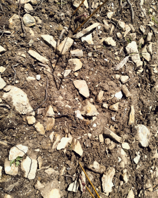 Le terroir viticole breton n’existe pas… encore
