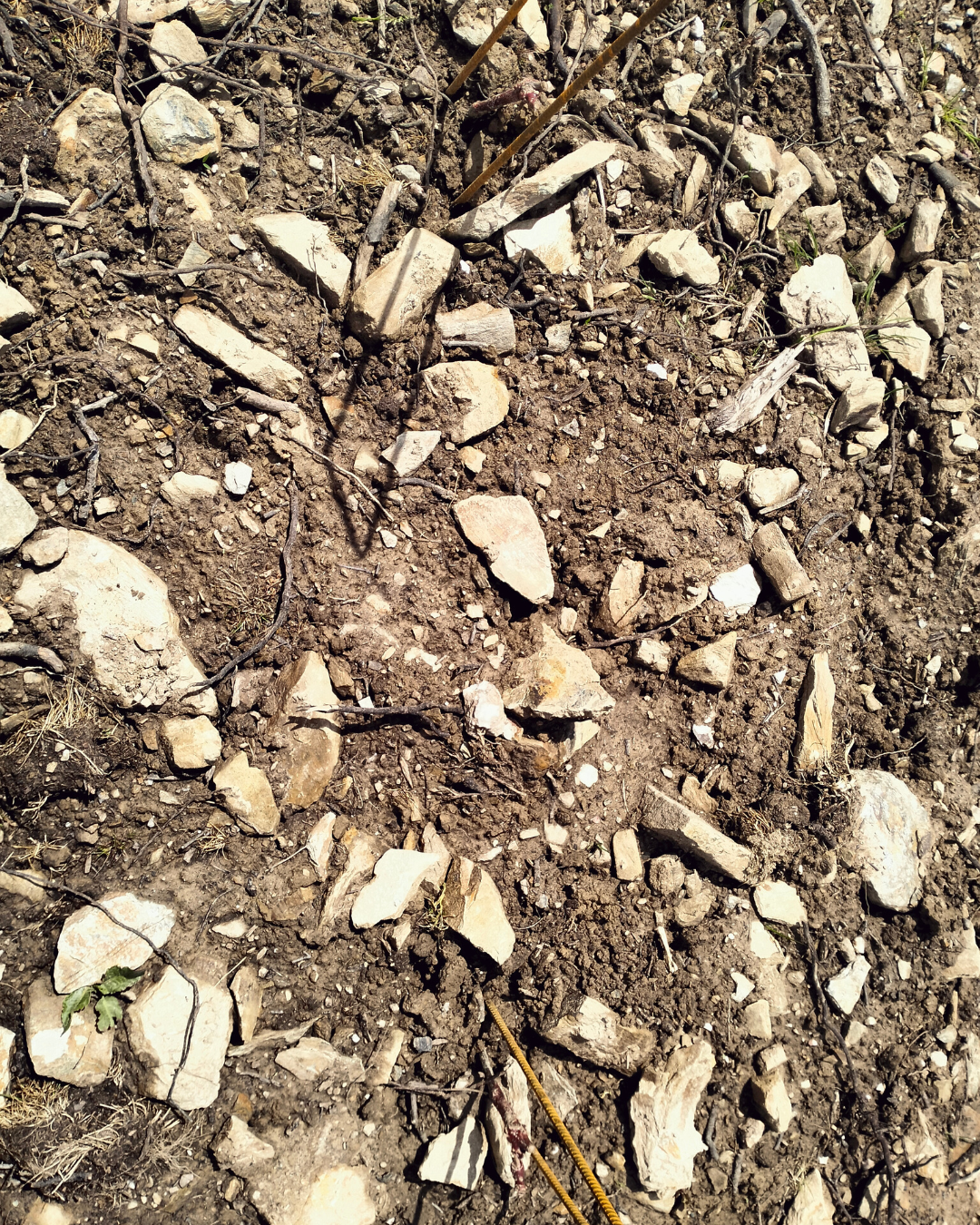 terroir viticole breton