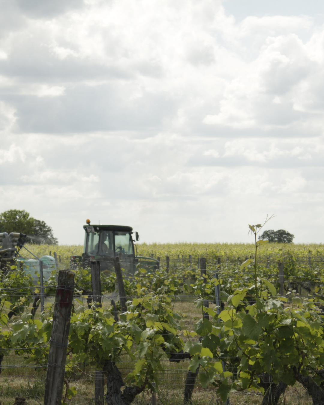 Un vignoble du futur sans pesticides, c'est possible ?