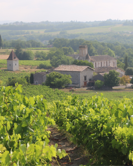 #27 Les vignobles du Sud-Ouest face au changement climatique