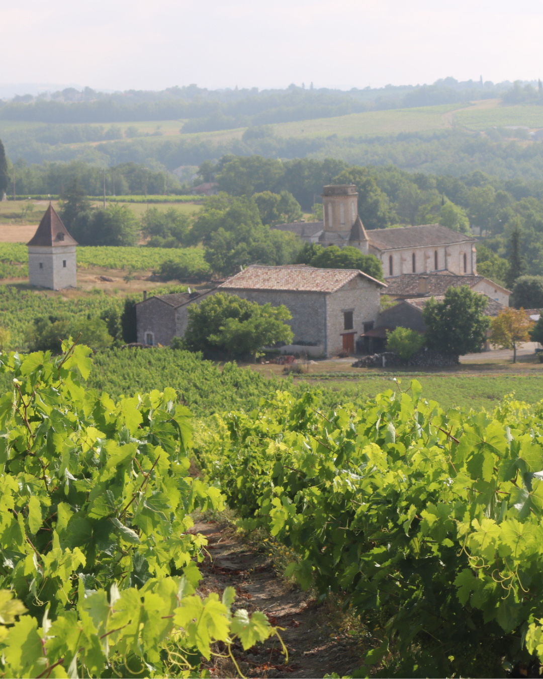 Les vignobles du Sud-Ouest face au changement climatique