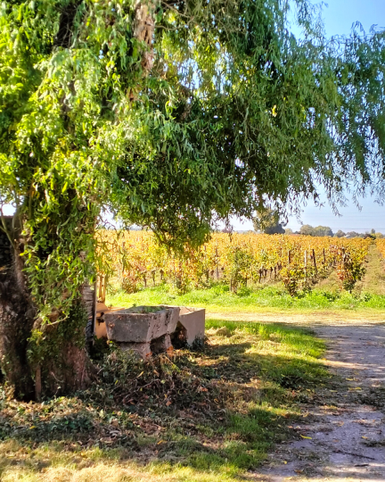 #28 Le vignoble de Bordeaux face au changement climatique