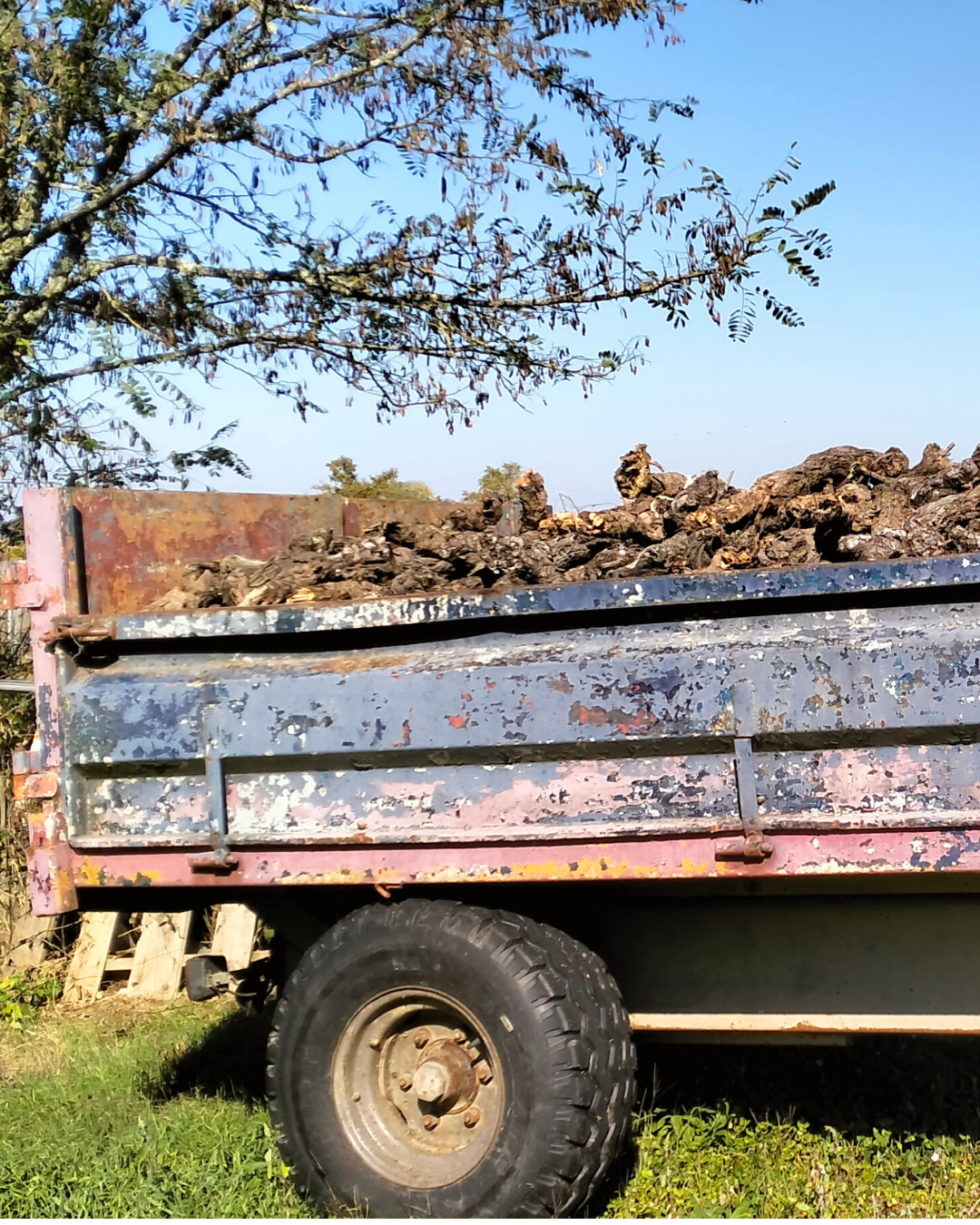 Veille Vinofutur : Vignoble cherche plan pour sortir de la crise