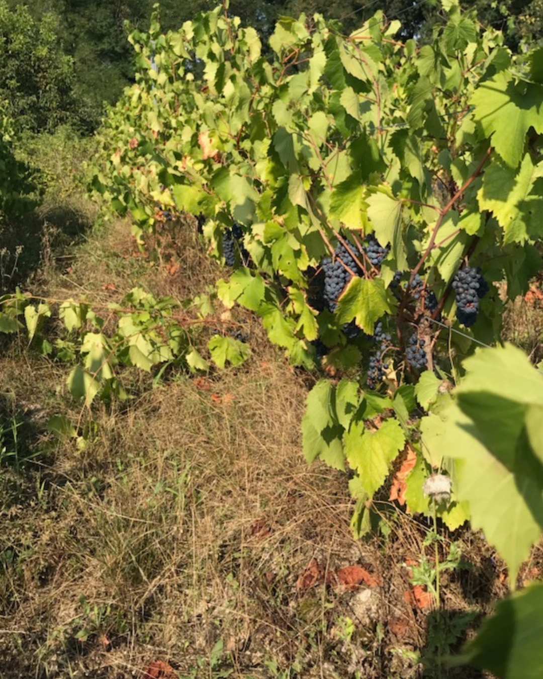 Veille Vinofutur : Les cépages hybrides se banalisent… au moins dans la presse.