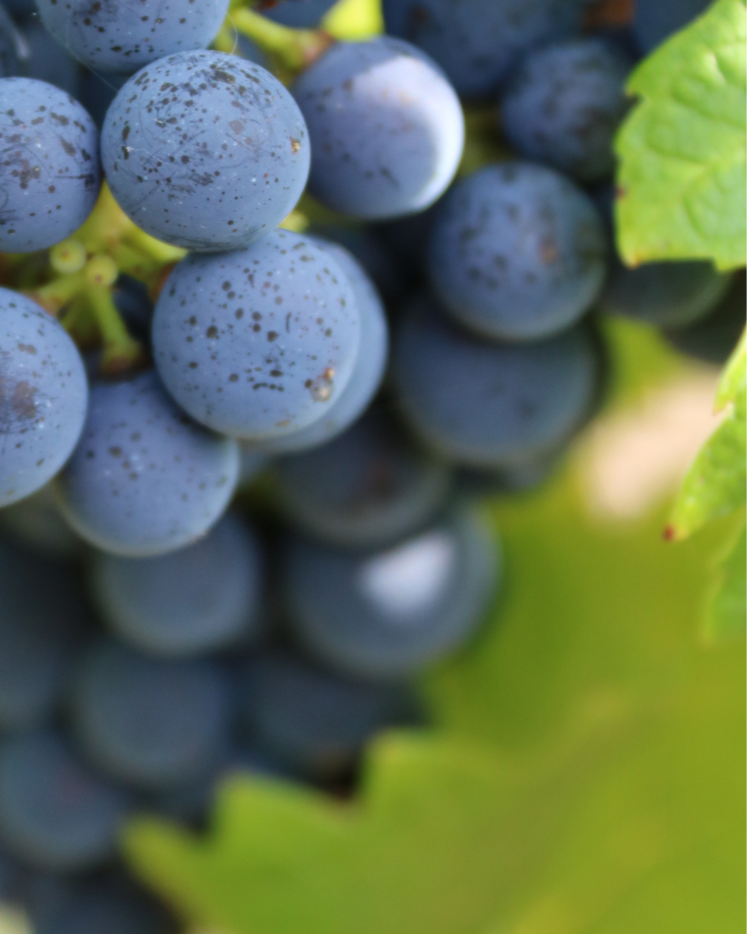 Dans la veille : la hausse des degrés d'alcool dans le vin a plus à voir avec la stratégie du vignoble depuis 150 ans qu'avec le climat.