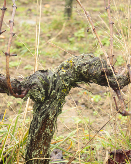 🎧 10 podcasts sur le vin (entre autre) à écouter pendant que vous taillez la vigne (1/3)