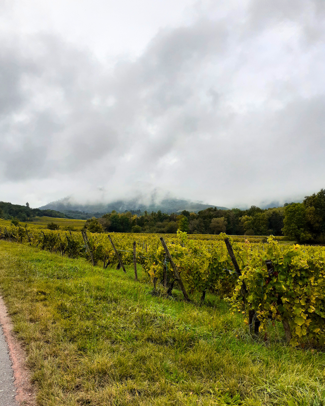 Le vignoble d'Alsace face au changement climatique