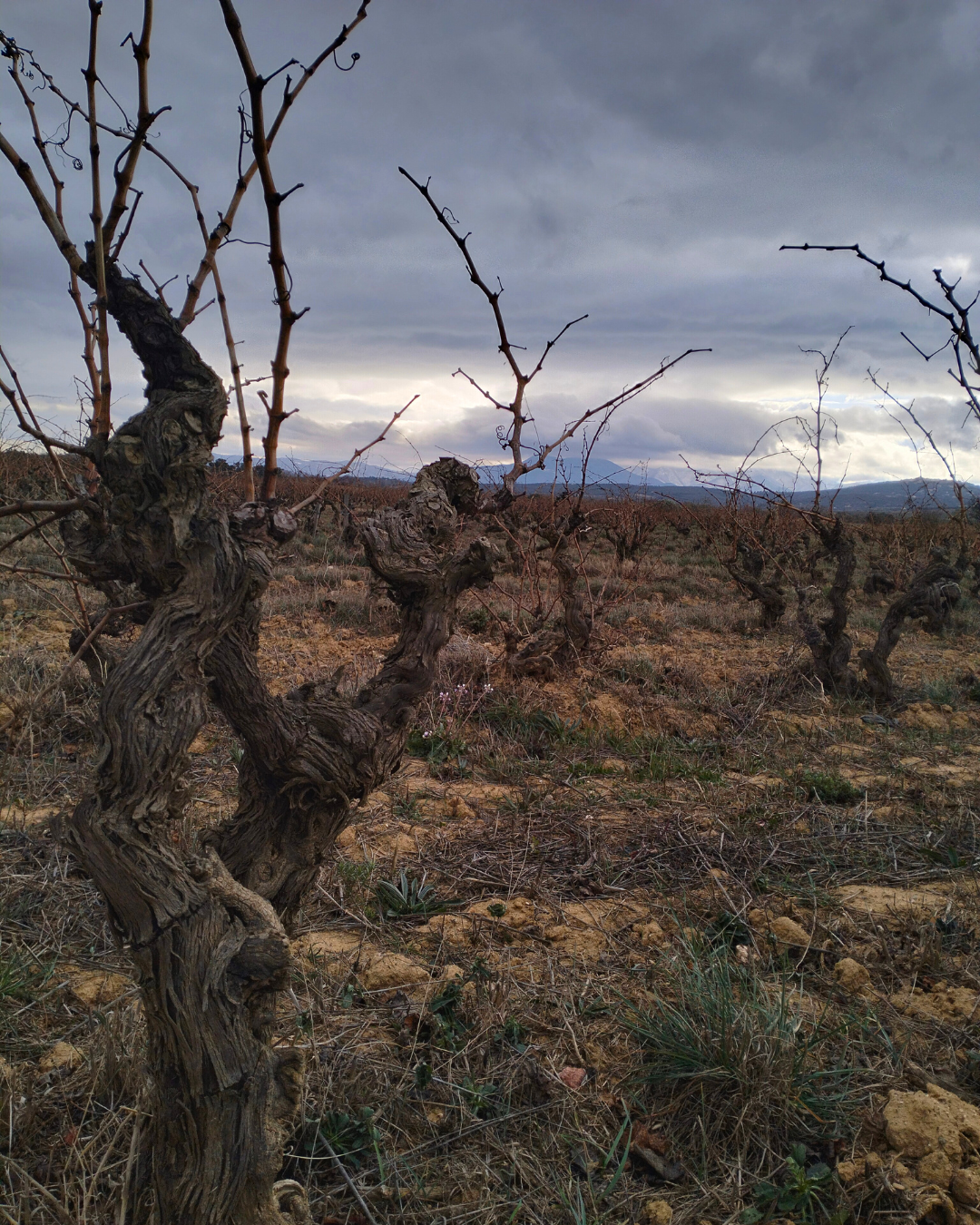 La vigne a soif dans la Roussillon (2023).