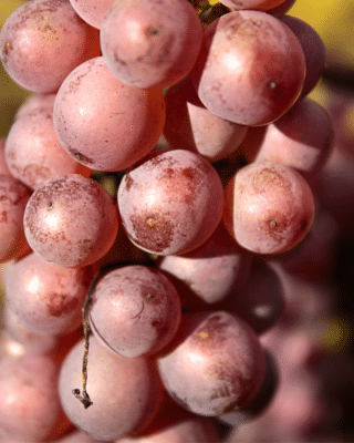 Génétique de la vigne : du clonage millénaire aux NGT, le futur des cépages en question