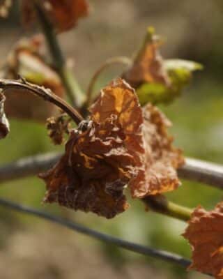 #31 Changement climatique : le risque de gel printanier sur le vignoble augmente.