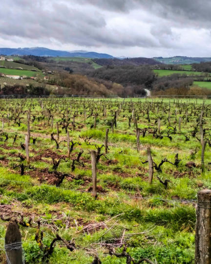 #32 Le vignoble du Beaujolais fait face au changement climatique