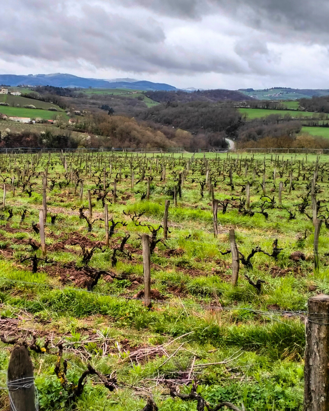 [Décryptage] Dans le Beaujolais, le changement climatique a jusqu'à présent amélioré la qualité des vins. Mais une bascule est à prévoir.
