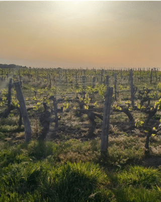 Changement climatique : pourquoi des vignerons quittent leur vignoble