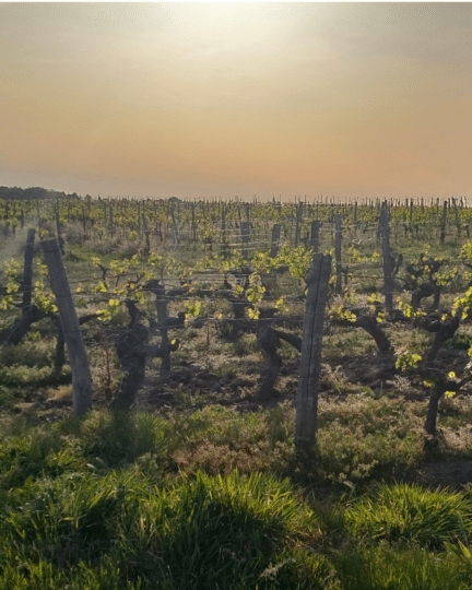 Changement climatique : pourquoi des vignerons quittent leur vignoble