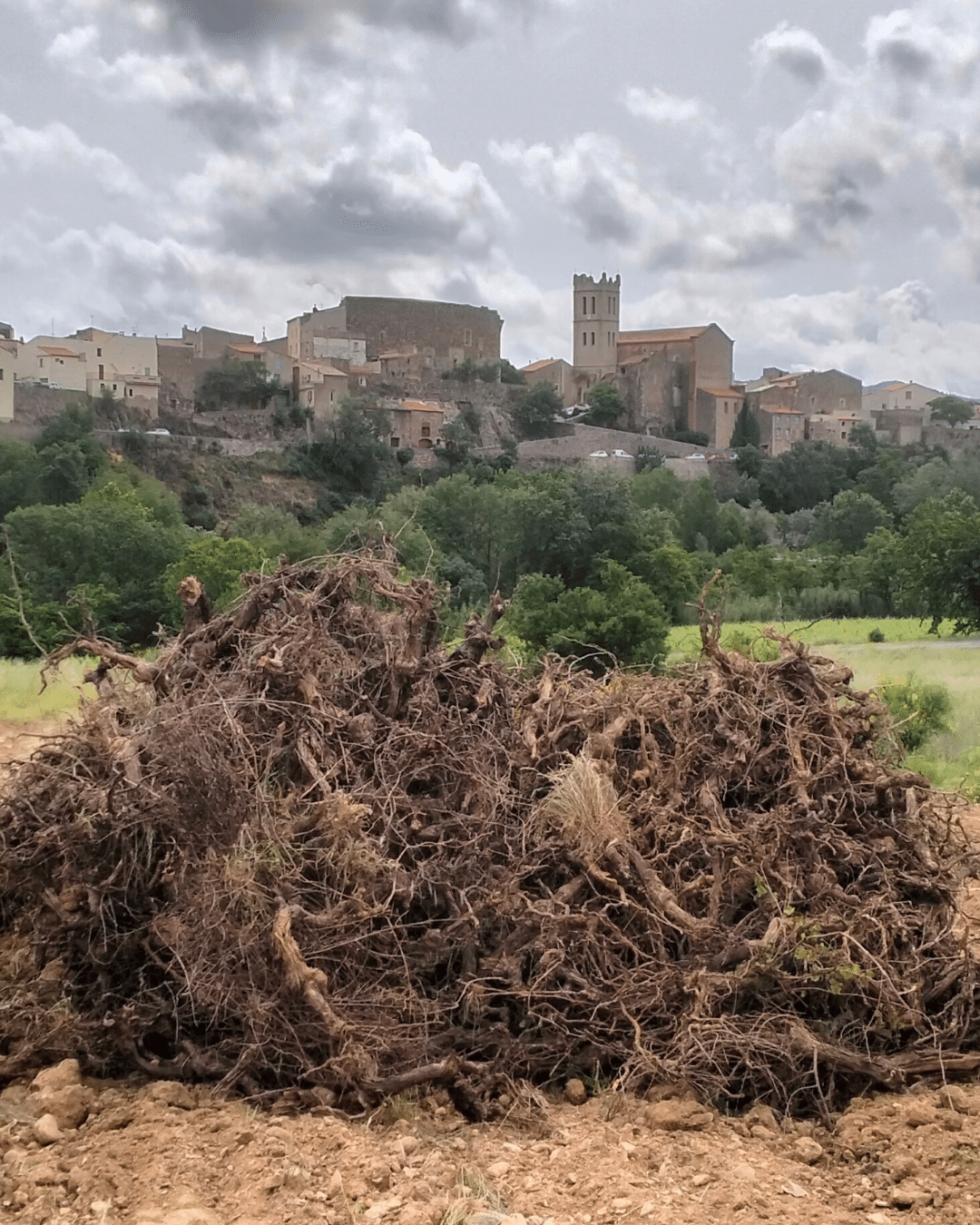 4 Tenir, Partir, Planter : Quand le climat déplace la vigne. Arrachage de ceps à Latour-de-France.