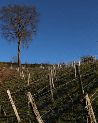 Quand le climat change, qu’est-ce qu’un grand terroir ?