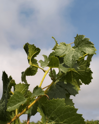 L’été où l’irrigation du vignoble s’est imposée dans le débat
