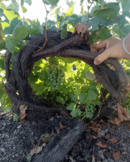 Le vignoble de Santorin face au défi de sa survie